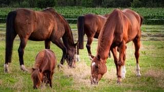 Chanayo mit weiteren Pferden auf der Weide